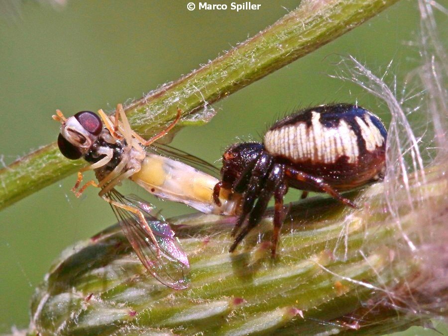 Synema globosum: predazione su sirfide - Milano